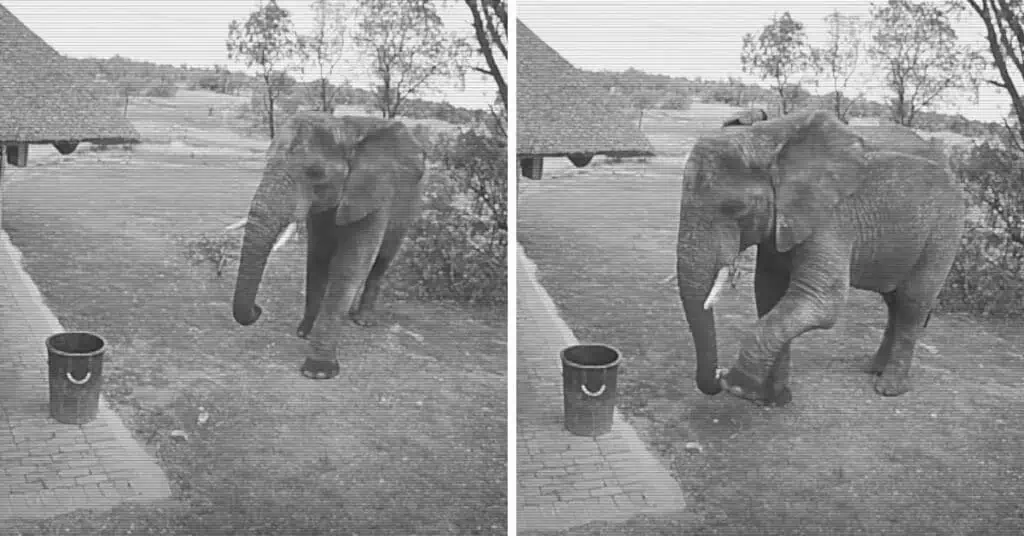 Überwachungskamera filmt Elefant vor Gebäude - was er dort tut, bringt die ganze Welt zum Staunen