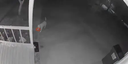 Überwachungskamera filmt Hund nachts: Was er im Nachbar-Garten versteckt hat, ist zum Totlachen