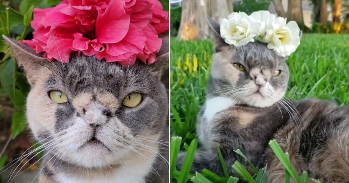 “Cat Willow Fights Prejudice and Becomes Celebrity Despite Being Deemed ‘Not Pretty Enough to be Adopted'”