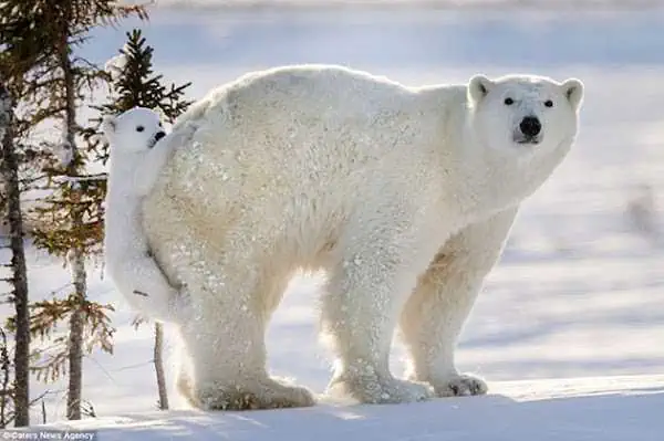 13 Tage verbrachte sie in eisiger Kälte auf der Suche nach den Eisbären
