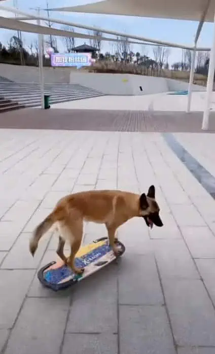 Dieser Hund beherrscht sein Skateboard perfekt