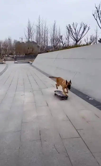 Dieser Hund beherrscht sein Skateboard perfekt