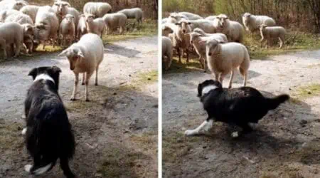 Urkomisches Video: So bringt ein störrisches Schaf einen Border Collie zur Verzweiflung