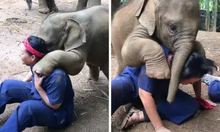 Verspielter Baby-Elefant will auf Tierpflegerin klettern - Süßes Video lässt alle Herzen schmelzen