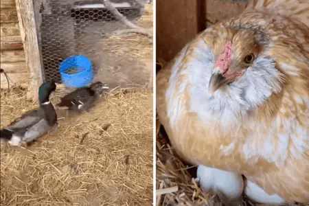 Verwirrung auf dem Bauernhof: Ente sucht ihre Eier - wer auf ihnen sitzt, ist einfach unglaublich