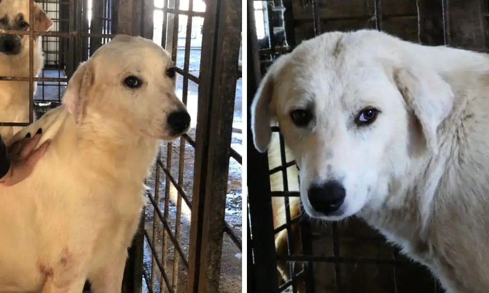 Von Hundefängern in Rumänien eingefangen - Wer gibt Timmy ein ruhiges, verständnisvolles Zuhause