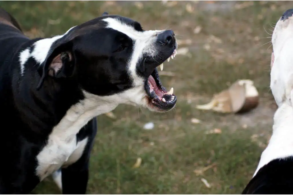 Ist der American Bulldog ein Listenhund oder Kampfhund?