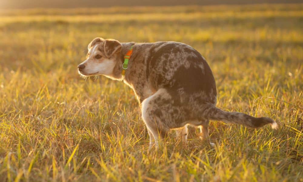 Welche Nebenwirkungen kann Amoxiclav bei Hunden hervorrufen?