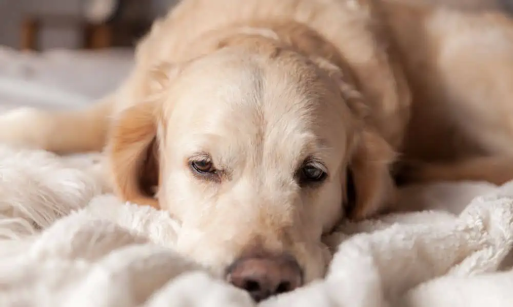 Welche Nebenwirkungen kann Atopica bei Hunden hervorrufen?