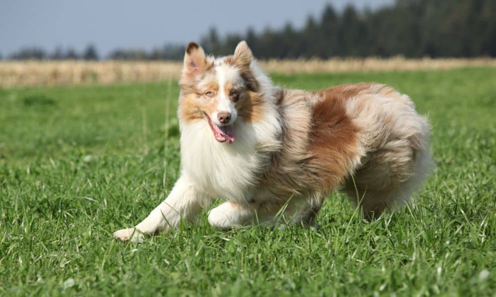 Sind Australian Shepherds von Natur aus aggressiv oder gefährlich?