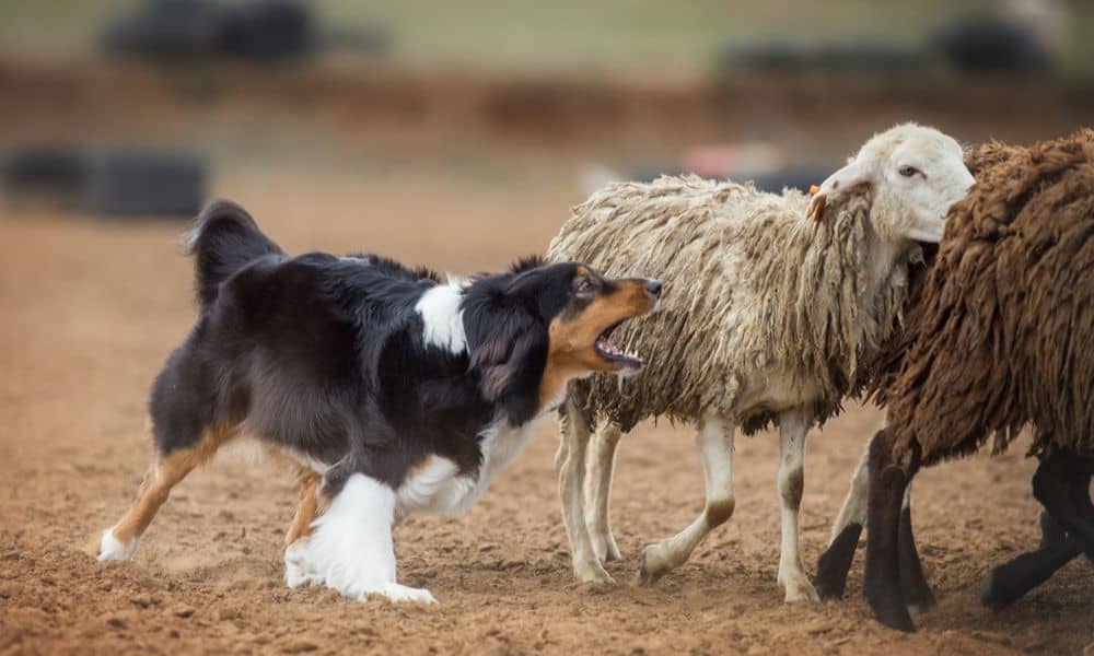 Sind Australian Shepherds gefährlicher als andere Hunderassen?