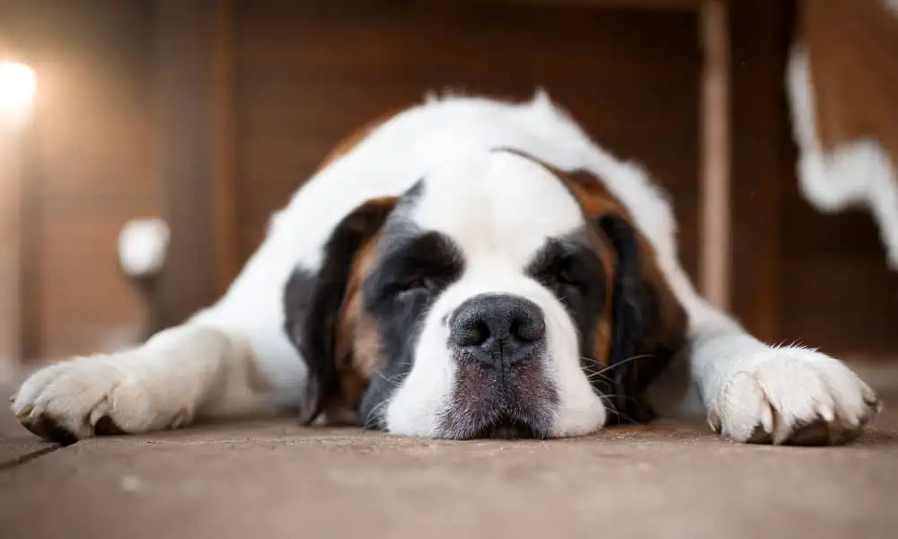 Welche Nebenwirkungen kann Baldrian bei Hunden hervorrufen?