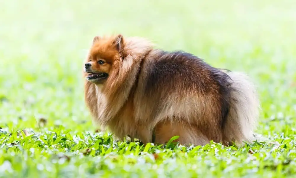 Welche Nebenwirkungen kann Baytril bei Hunden hervorrufen?