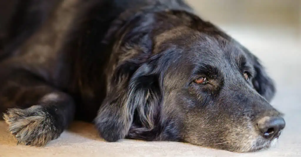 blasenentzündung hund symptome