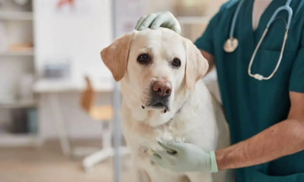 Wann sollte ich zum Tierarzt und welche Behandlungsmöglichkeiten gibt es bei einer Blasenentzündung beim Hund?
