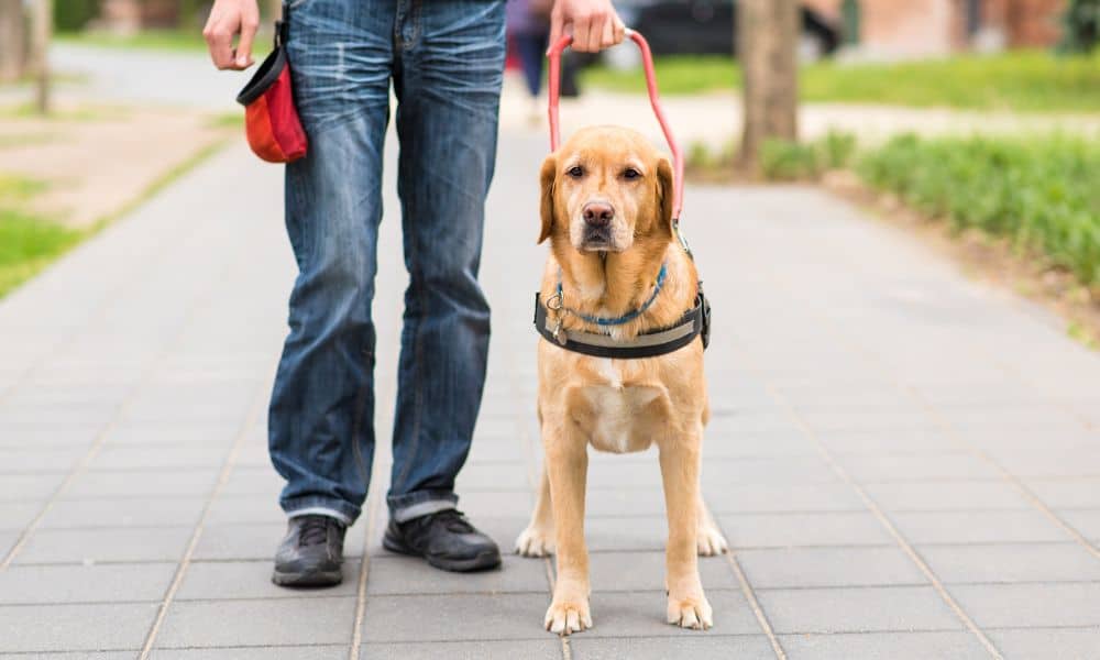 Blindenhund Ausbildung: Wie sieht sie aus und was kostet sie?