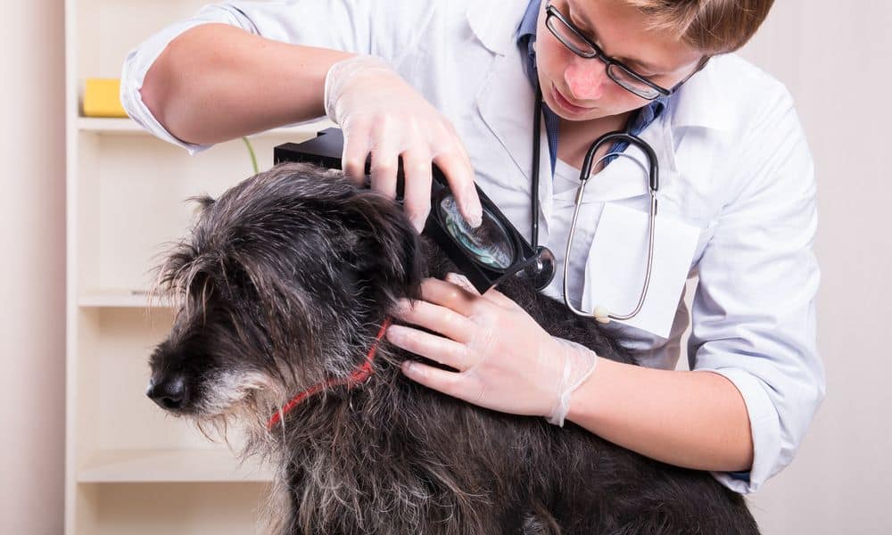 Borreliose Beim Hund: 5 Häufige Symptome & Anzeichen