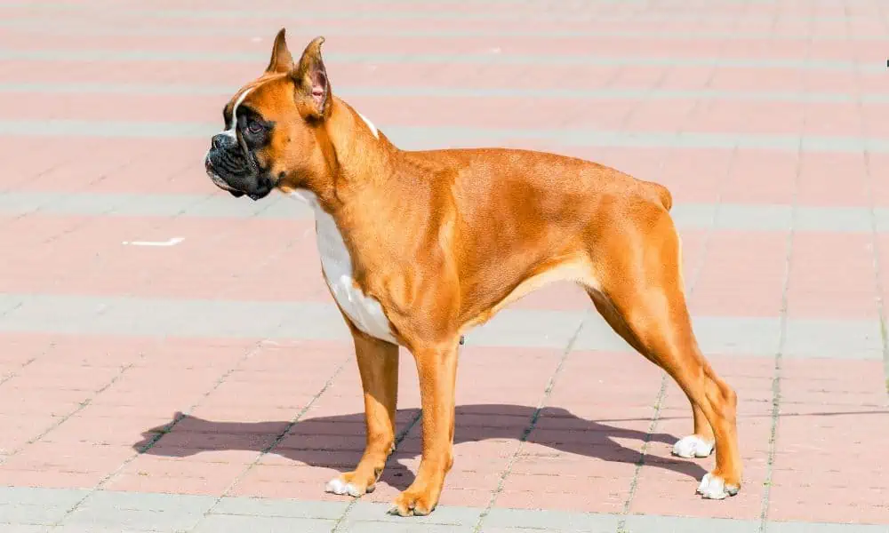 Ist der Boxer ein Listenhund oder Kampfhund?