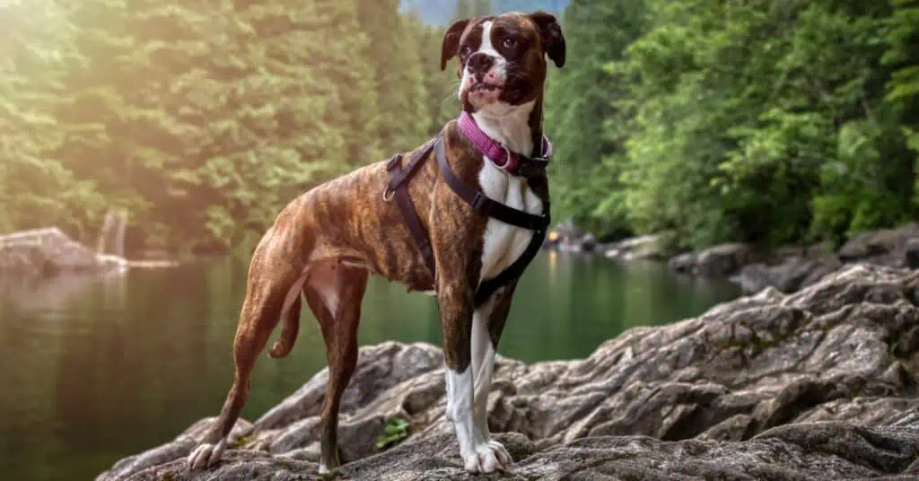 boxer listenhund/kampfhund