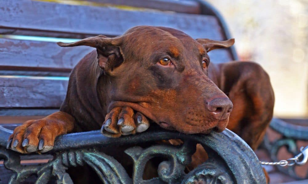 Welche Nebenwirkungen kann Cardalis bei Hunden hervorrufen?