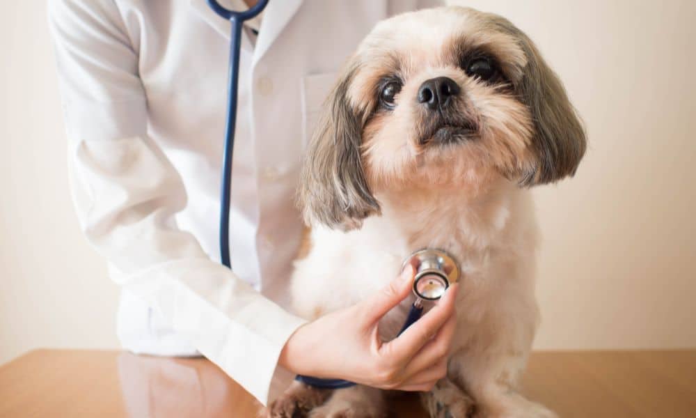 Cardisure für Hunde: Was ist das und wofür wird es angewendet?