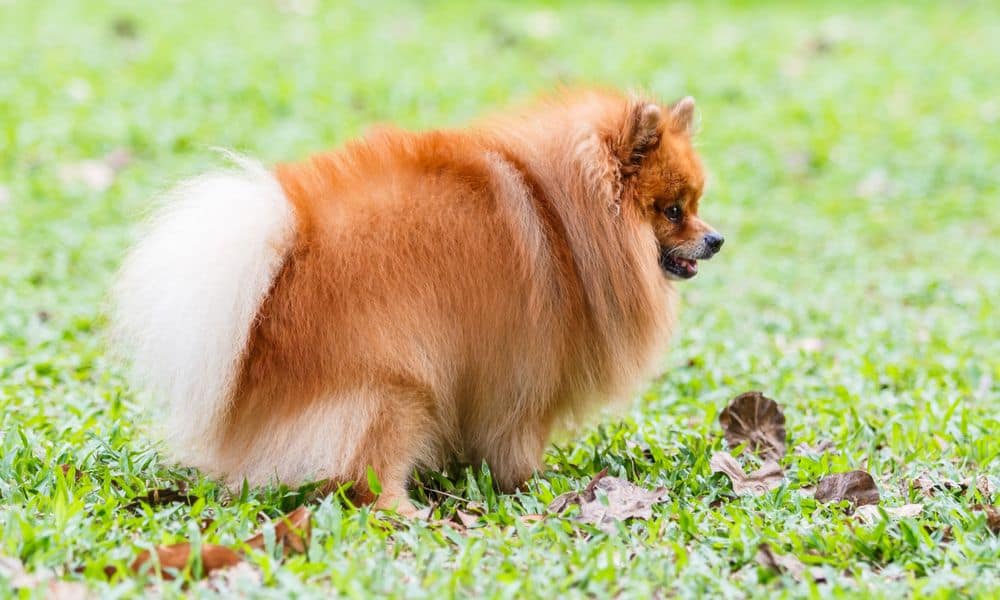 Welche Nebenwirkungen kann Cardisure bei Hunden hervorrufen?