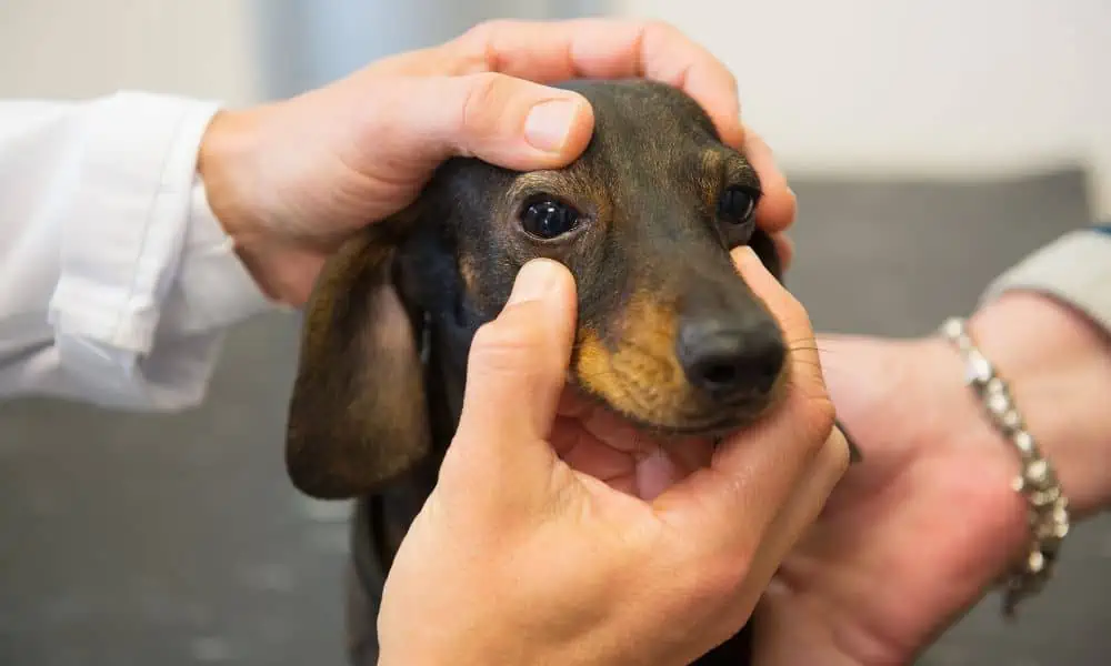 Behandlung und Therapie von Cherry Eye bei Hunden