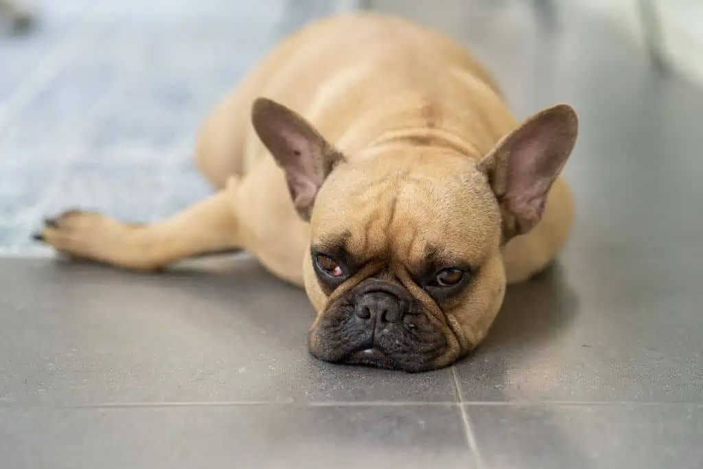 Welche Nebenwirkungen kann Ciclosporin bei Hunden hervorrufen?