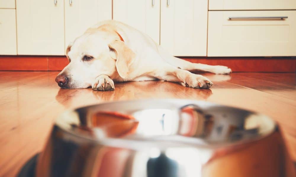 Welche Nebenwirkungen kann Cimalgex bei Hunden hervorrufen?
