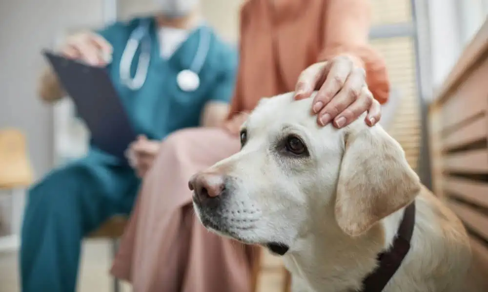 Wann sollte ich zum Tierarzt und welche Behandlungsmöglichkeiten gibt es bei Diabetes beim Hund?