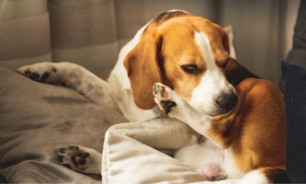 Können Hunde allergisch auf Edamame reagieren?