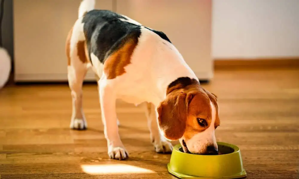 dürfen hunde edamame essen