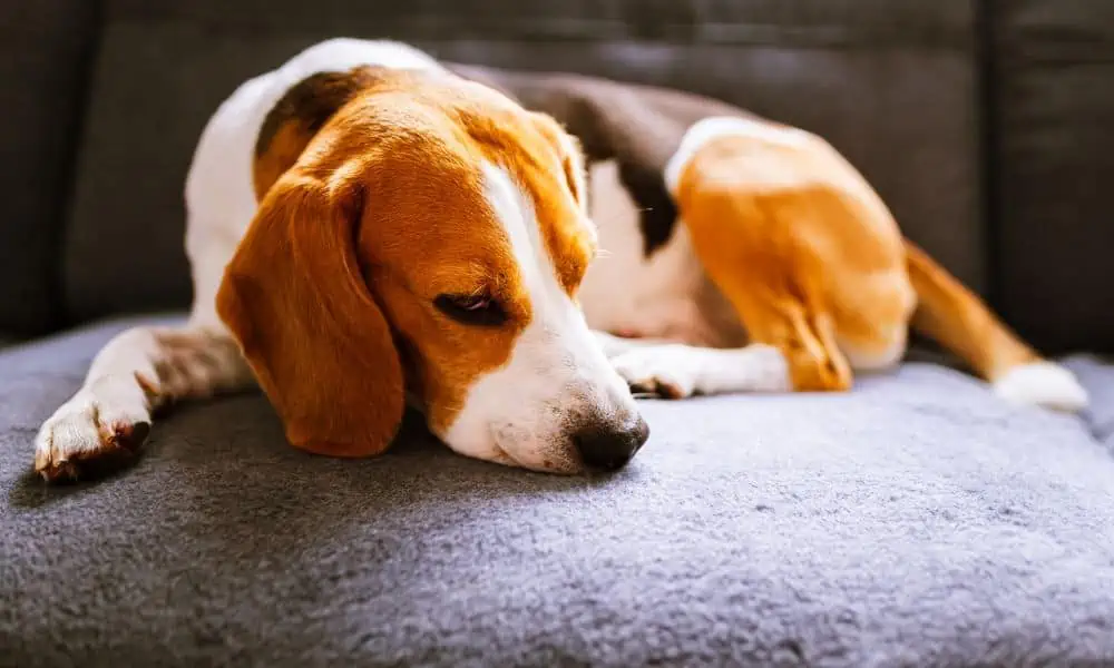 Welche Nebenwirkungen kann Elanco bei Hunden hervorrufen?