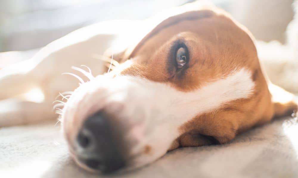 Welche Nebenwirkungen kann Emeprid bei Hunden hervorrufen?