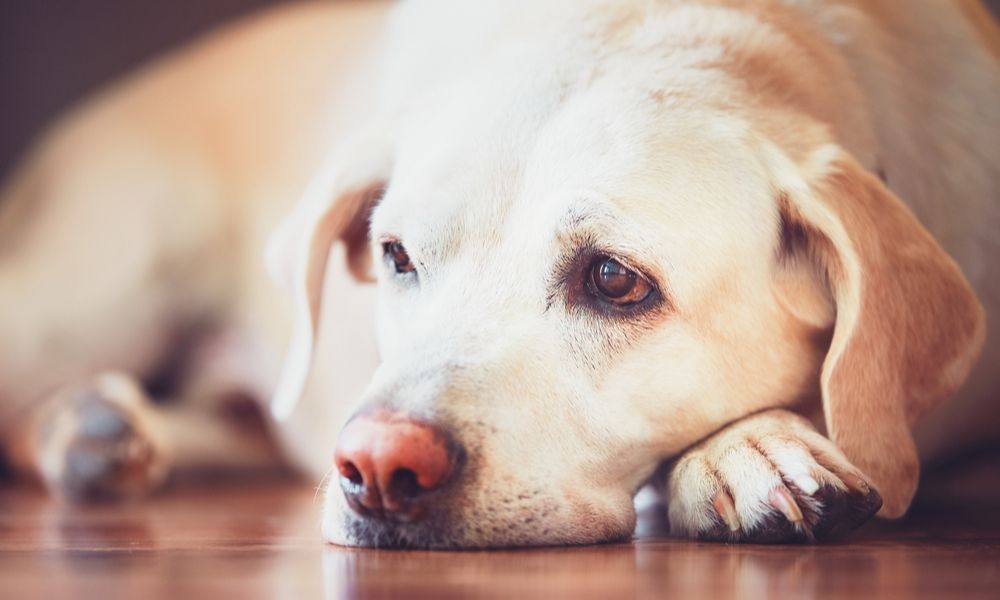 Welche Nebenwirkungen kann Gabapentin bei Hunden hervorrufen?