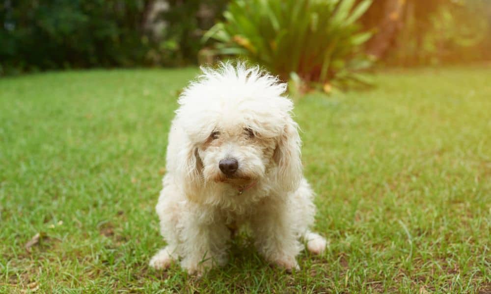 Welche Nebenwirkungen kann Galastop bei Hunden hervorrufen?