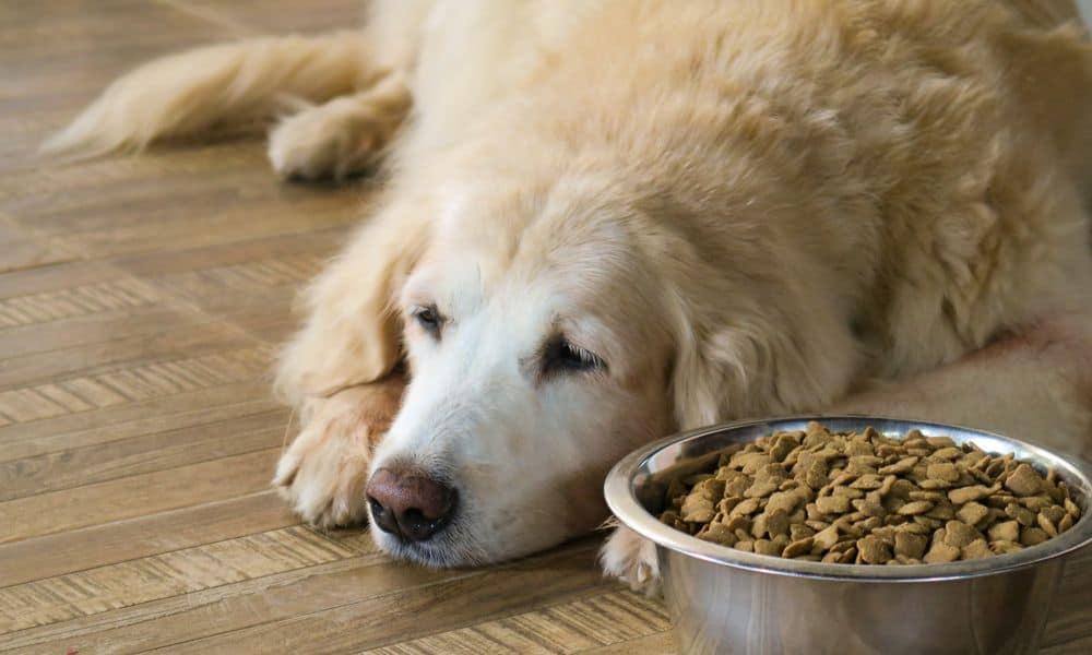 Welche Nebenwirkungen kann Galliprant bei Hunden hervorrufen?