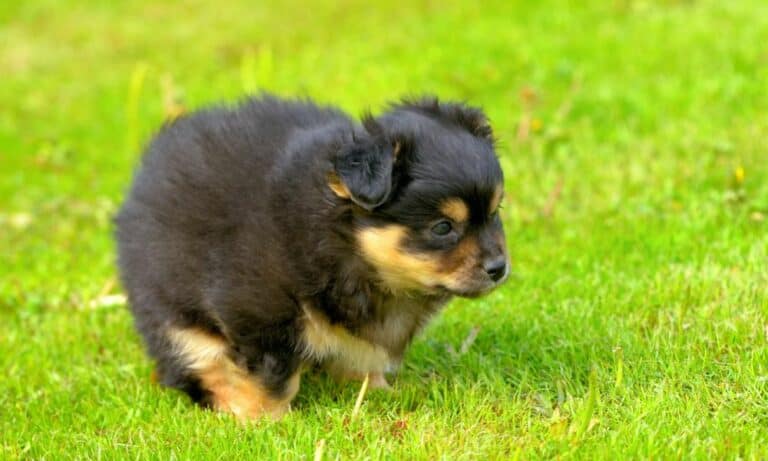 Giardien bei Hund 6 Häufige Symptome & Anzeichen (Ratgeber)