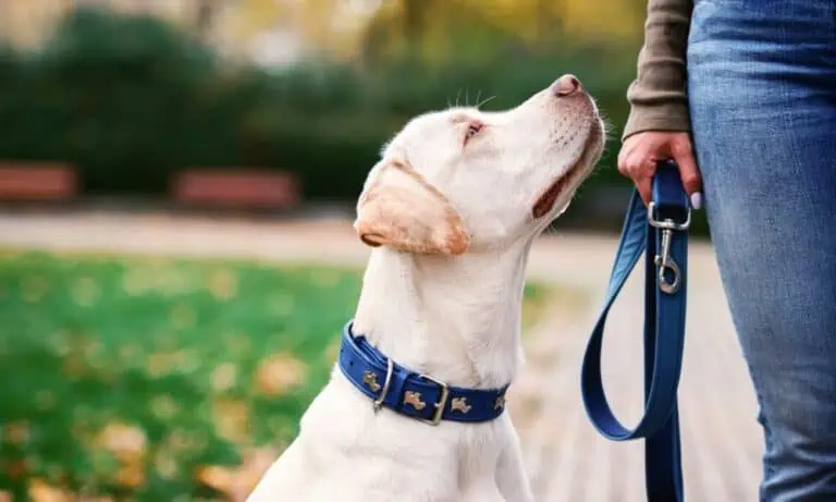 hund abgeben wegen überforderung