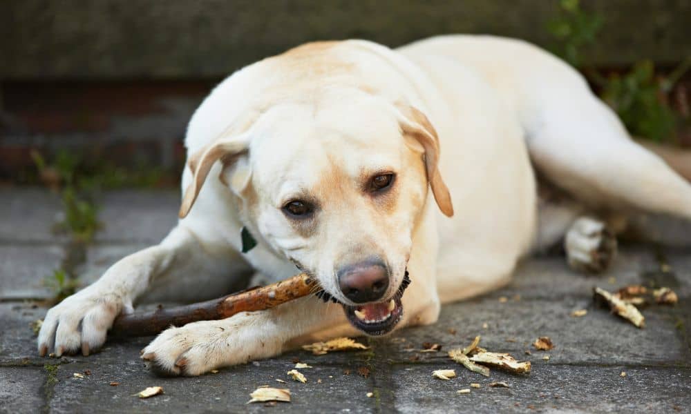 Ist es gefährlich, wenn mein Hund Holz frisst?