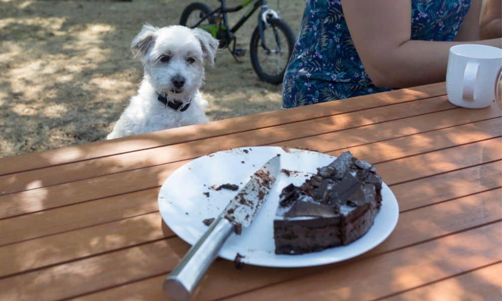 Ist Schokolade für Hunde immer schädlich?
