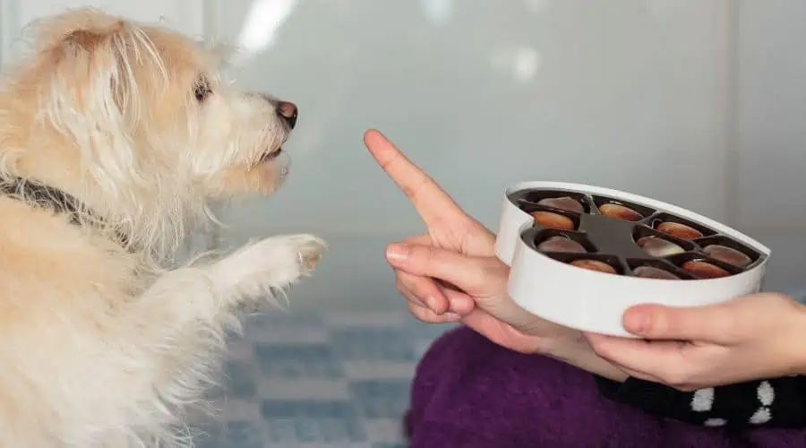 Hund Hat Schokolade Gefressen Hausmittel
