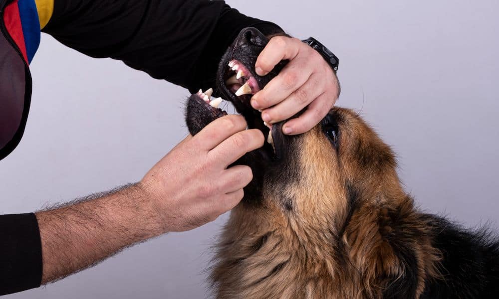 Hund hat Fremdkörper im Hals - So verhältst du dich richtig