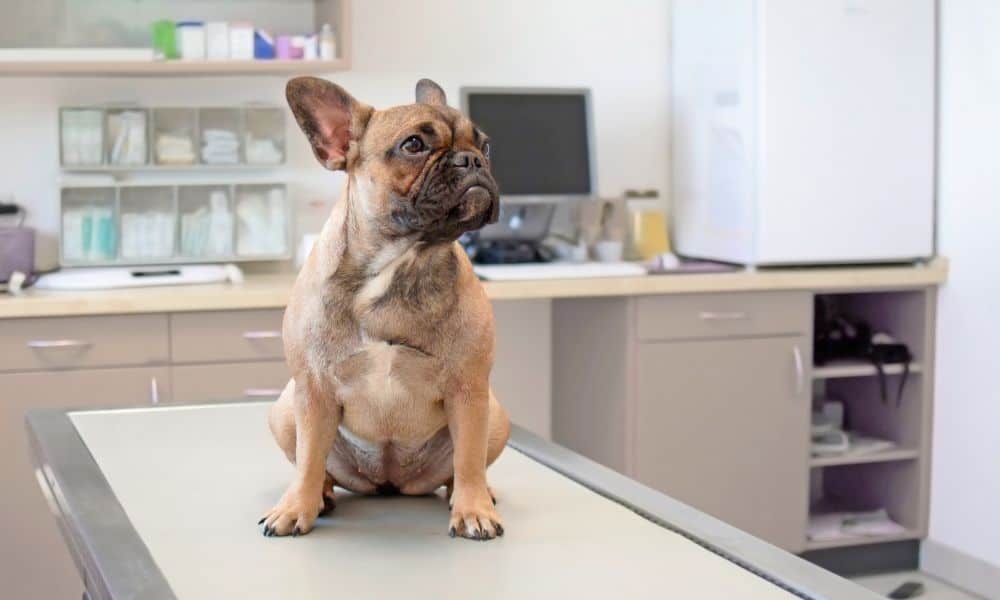 Hund rutscht auf Po - Diagnose & Behandlung beim Tierarzt