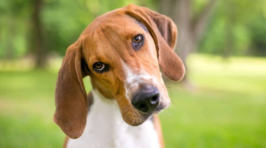Hund umbenennen? Mit diesen 4 Tipps klappt es garantiert