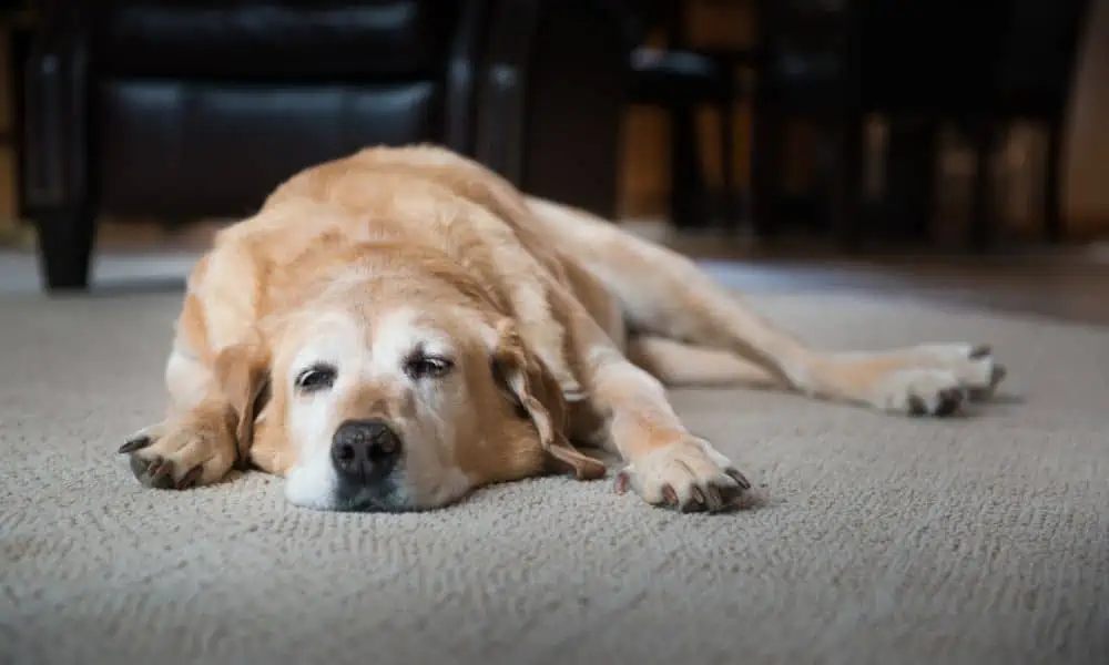 Ist es normal, dass ältere Hunde im Liegen Urin verlieren? 