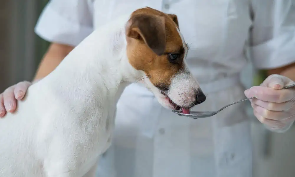 Home remedies don't help - what else can help if my dog ​​has worms?