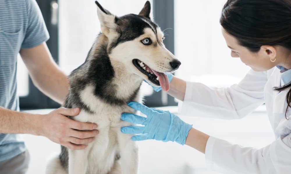 Wann sollte ich zum Tierarzt und welche Behandlungsmöglichkeiten gibt es bei Würmern beim Hund?