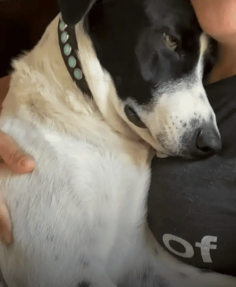 Trauernder Hund bekommt einen neuen Freund - Seine Reaktion rührt alle Zuschauer zu Tränen rühren