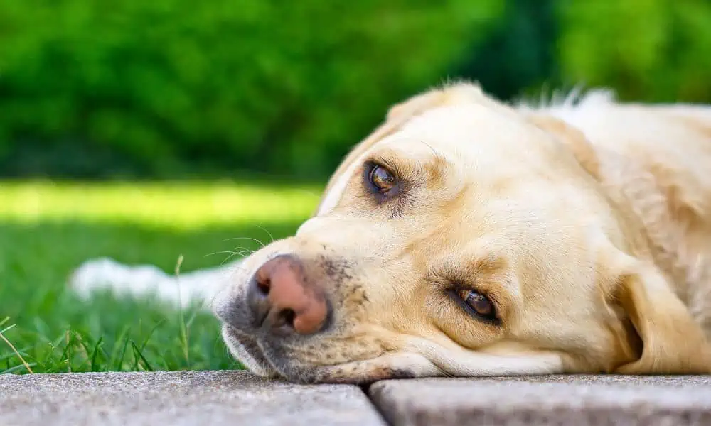 Impromune für Hunde: Was ist das und wofür wird es angewendet?